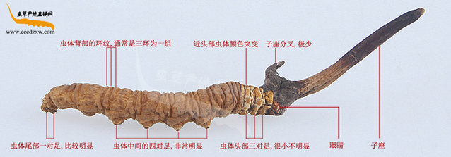 涬x(chng)Ĳݵ^,x(chng)ݵĘ,x(chng)݈DƬ,涬x(chng)Ĳ݈DƬչʾ